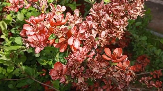 Наконец помыла рамы.🤣 Повесила шторы.