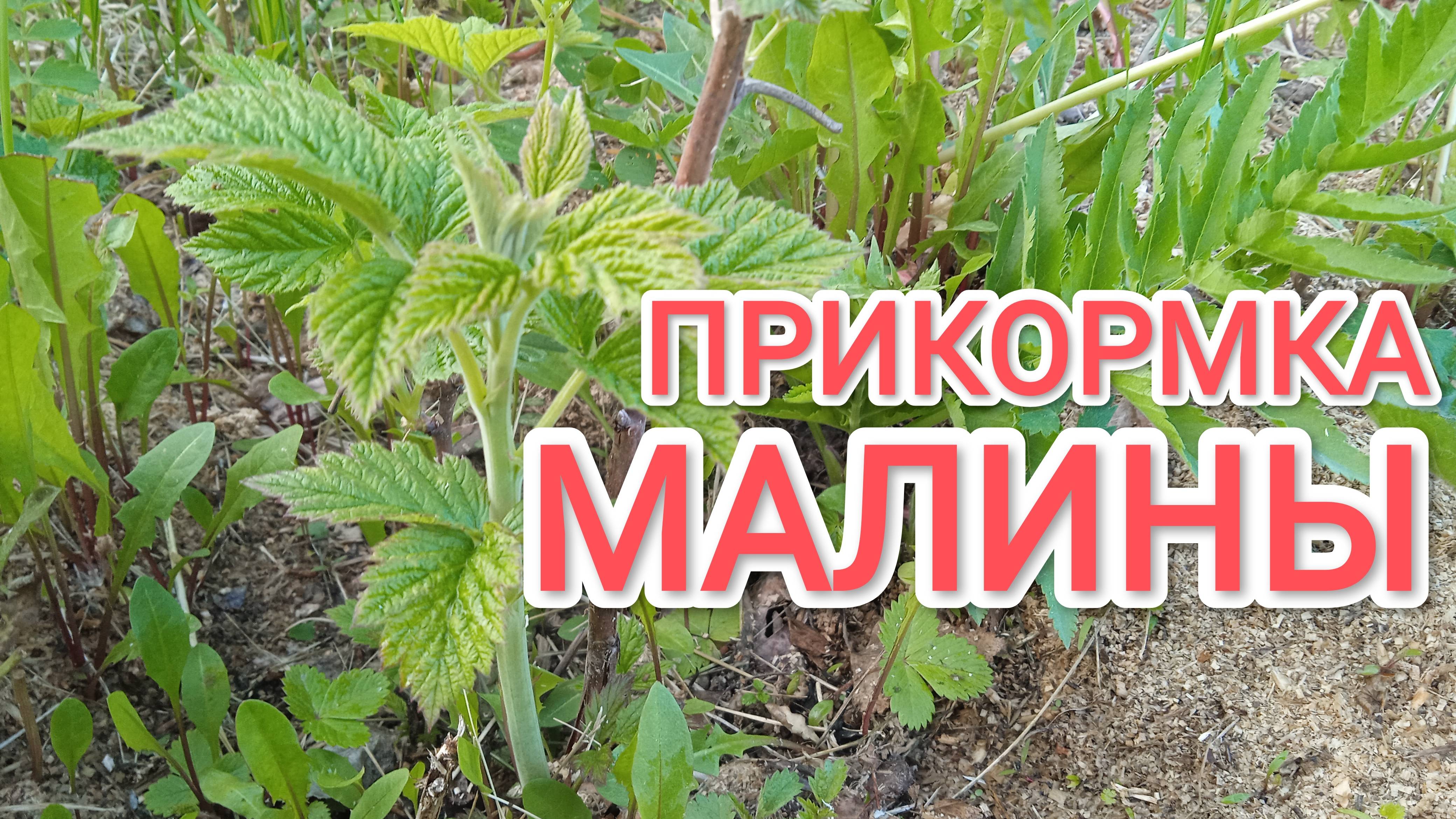 Прикормка малины весной народным средством