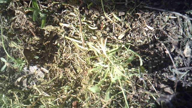 Фрагмент прополки у забора