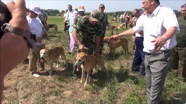 Ринги русских гончих - выжлецы .Всероссийская выстовка 2014г. Ярославль.#охота#животные#топ#hunting