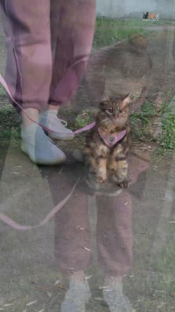 Гости зоомагазина - котик на прогулке