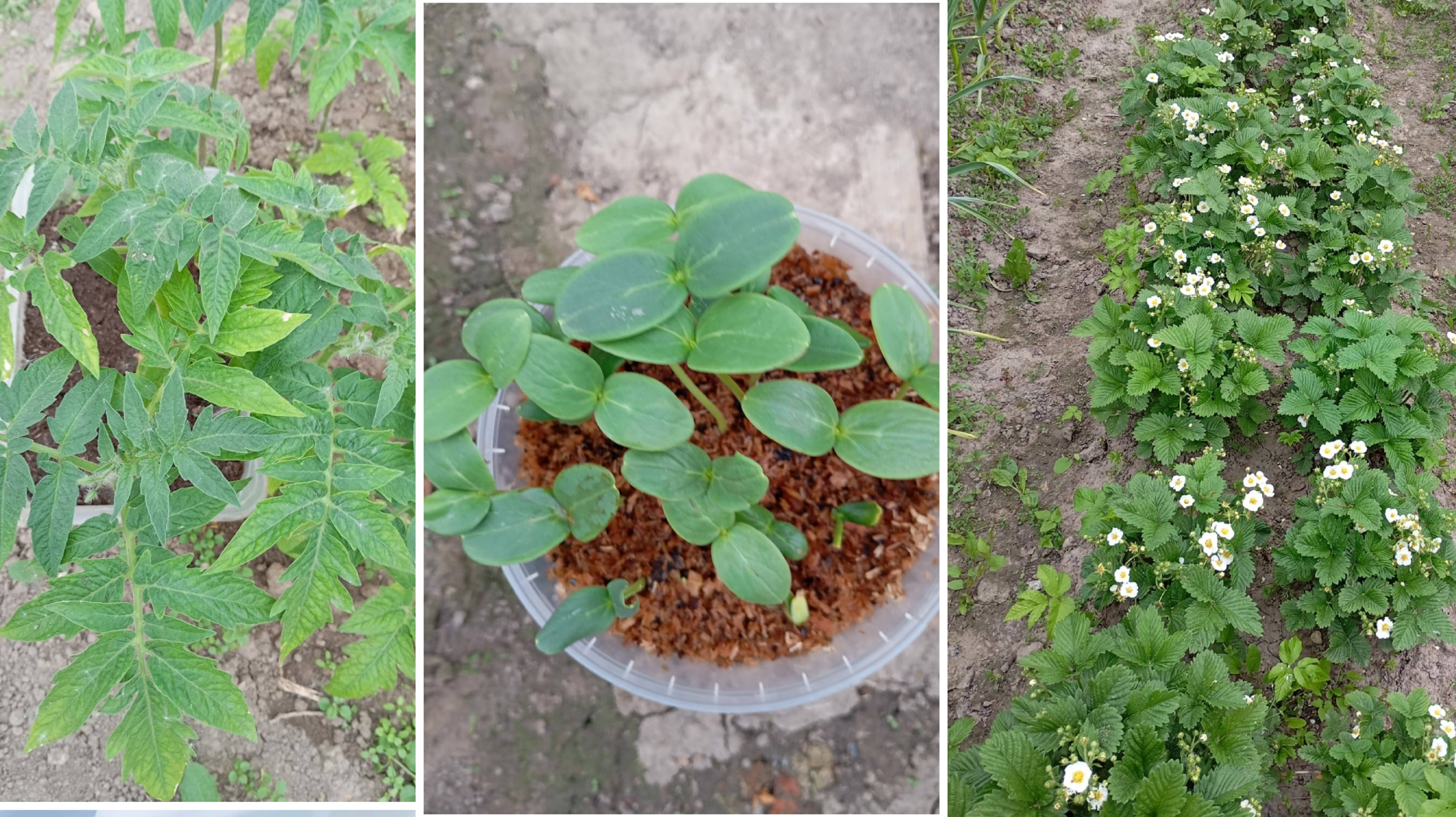 25-26 мая. Сажаю огурцы...не идёт в этом году.