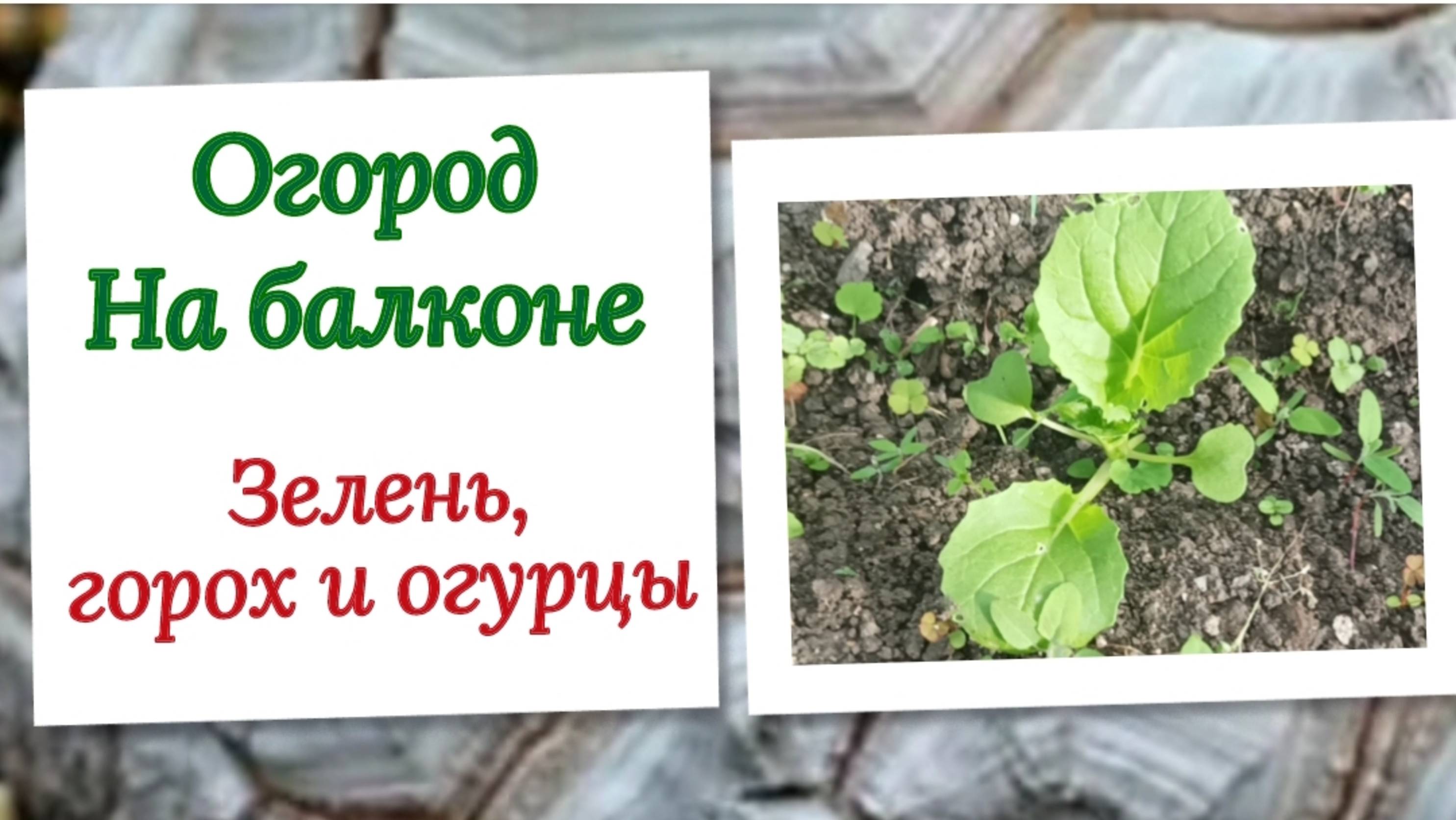 Огород на балконе. Высеваем зелень, высаживаем рассаду огурцов.