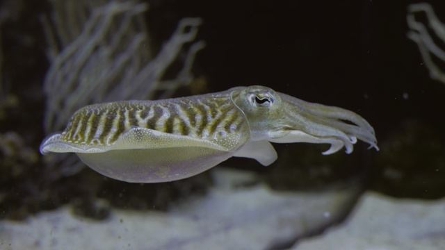 Подводный мир