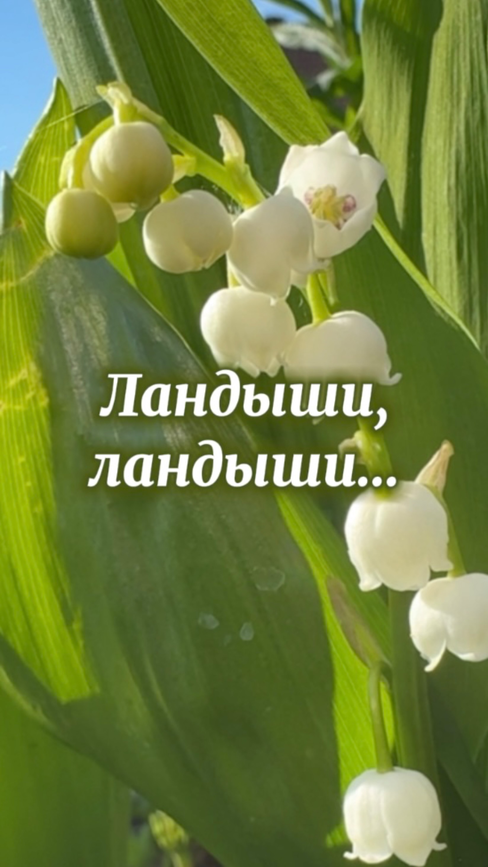 Ландыши, ландыши…