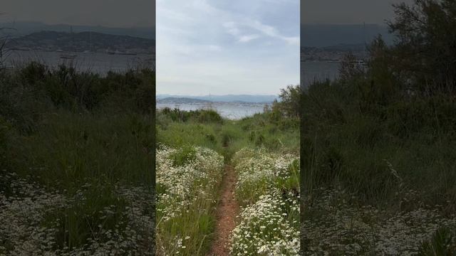 Ромашковое поле с видом на Канны | Куда сбежать от городской суеты