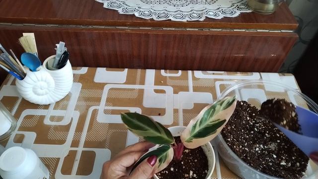 Растение по обмену. Строманта.