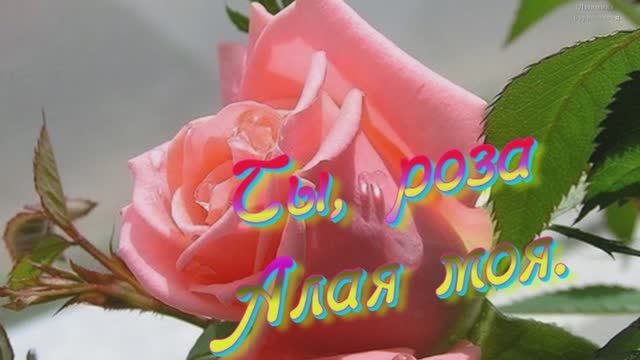 Ты, роза алая моя-Автор Людмила Бурачевская-вокал-Alexander Svobodny -канал Музыка Любви и Надежды