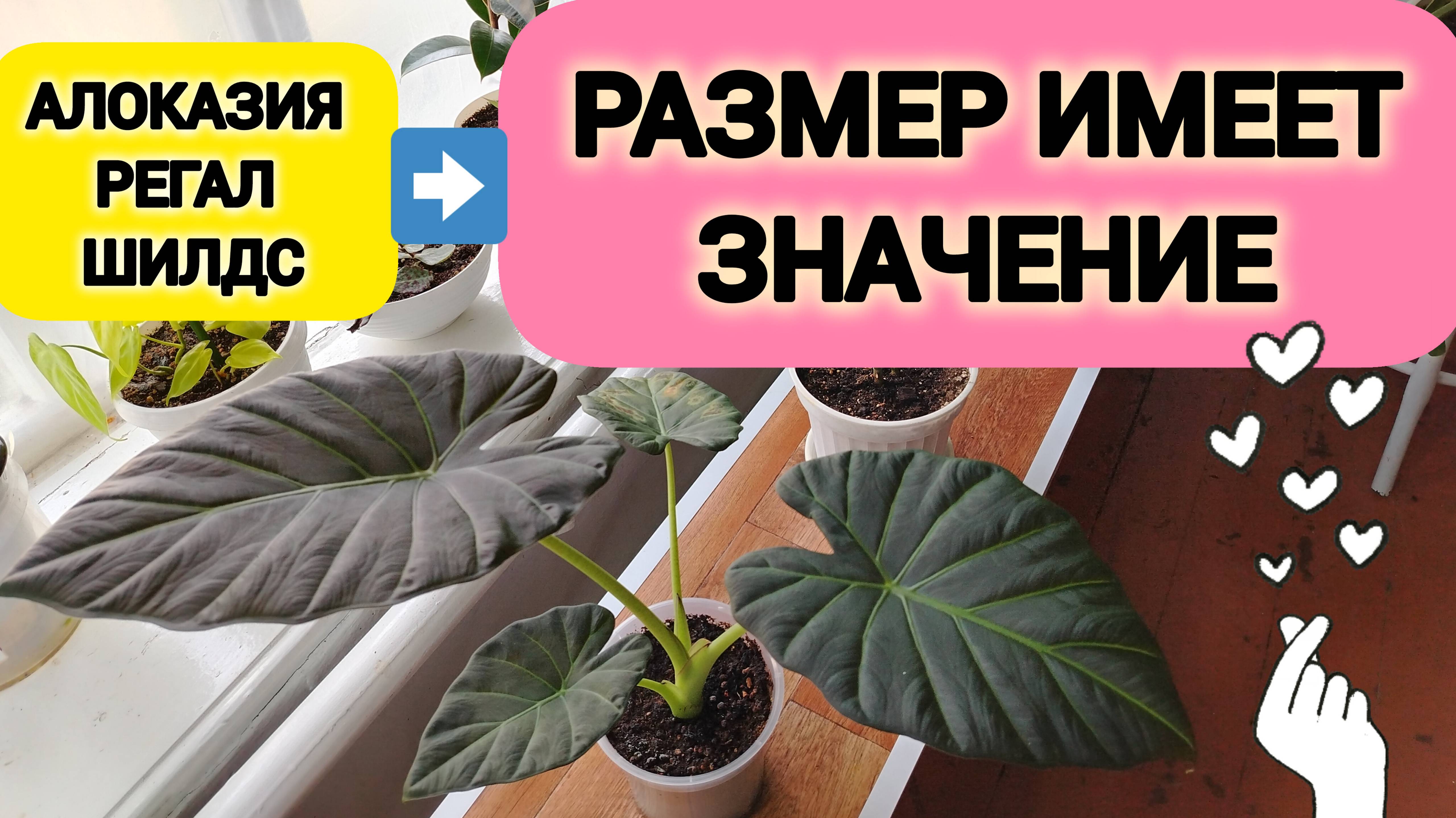 АЛОКАЗИЯ РАЗМЕР ИМЕЕР ЗНАЧЕНИЕ