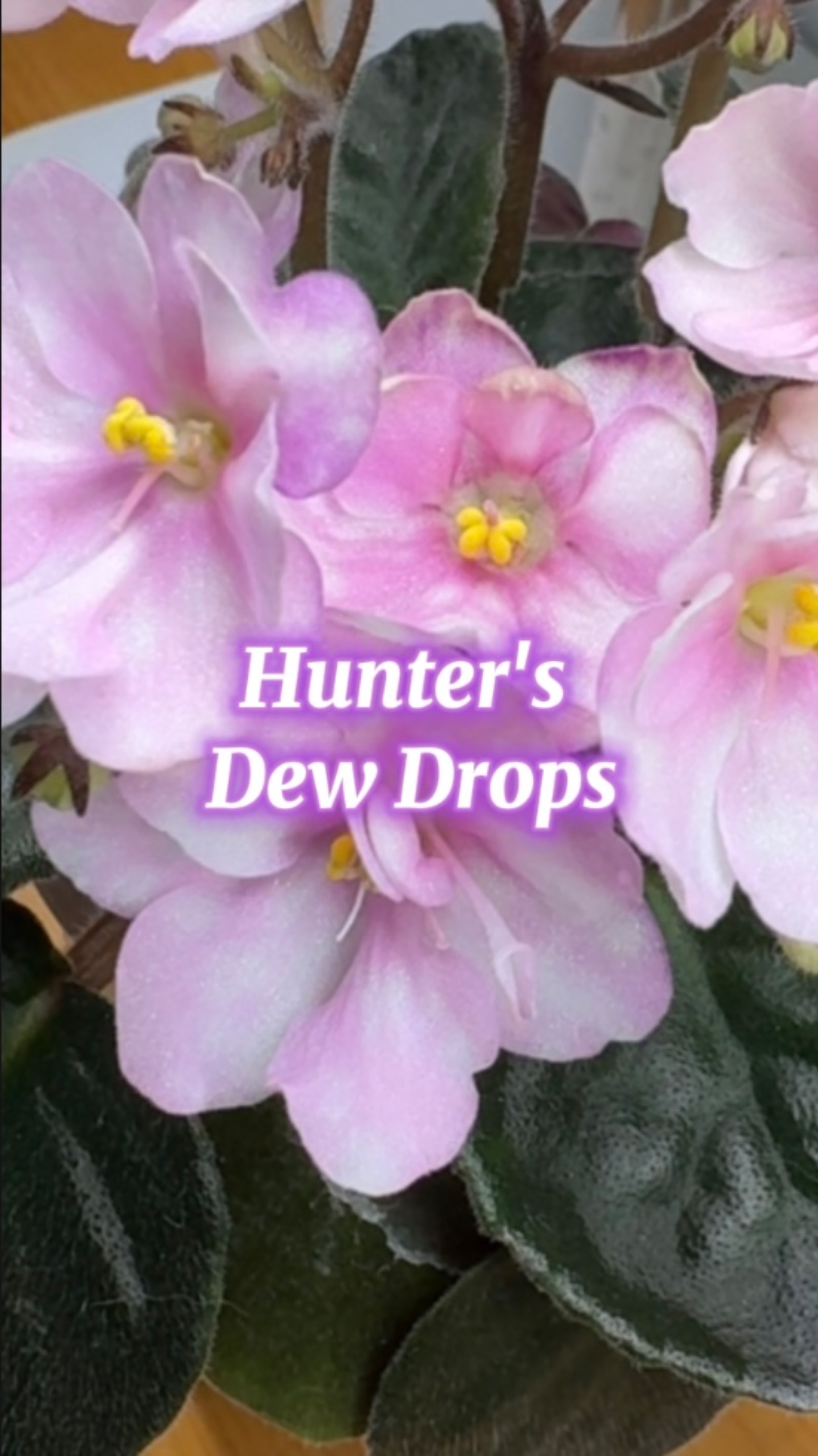 Hunter’s Dew Drops, миниатюра