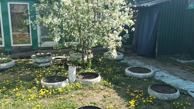 От жары до метели: на цветущую Сибирь идут заморозки 1000048980.mp4