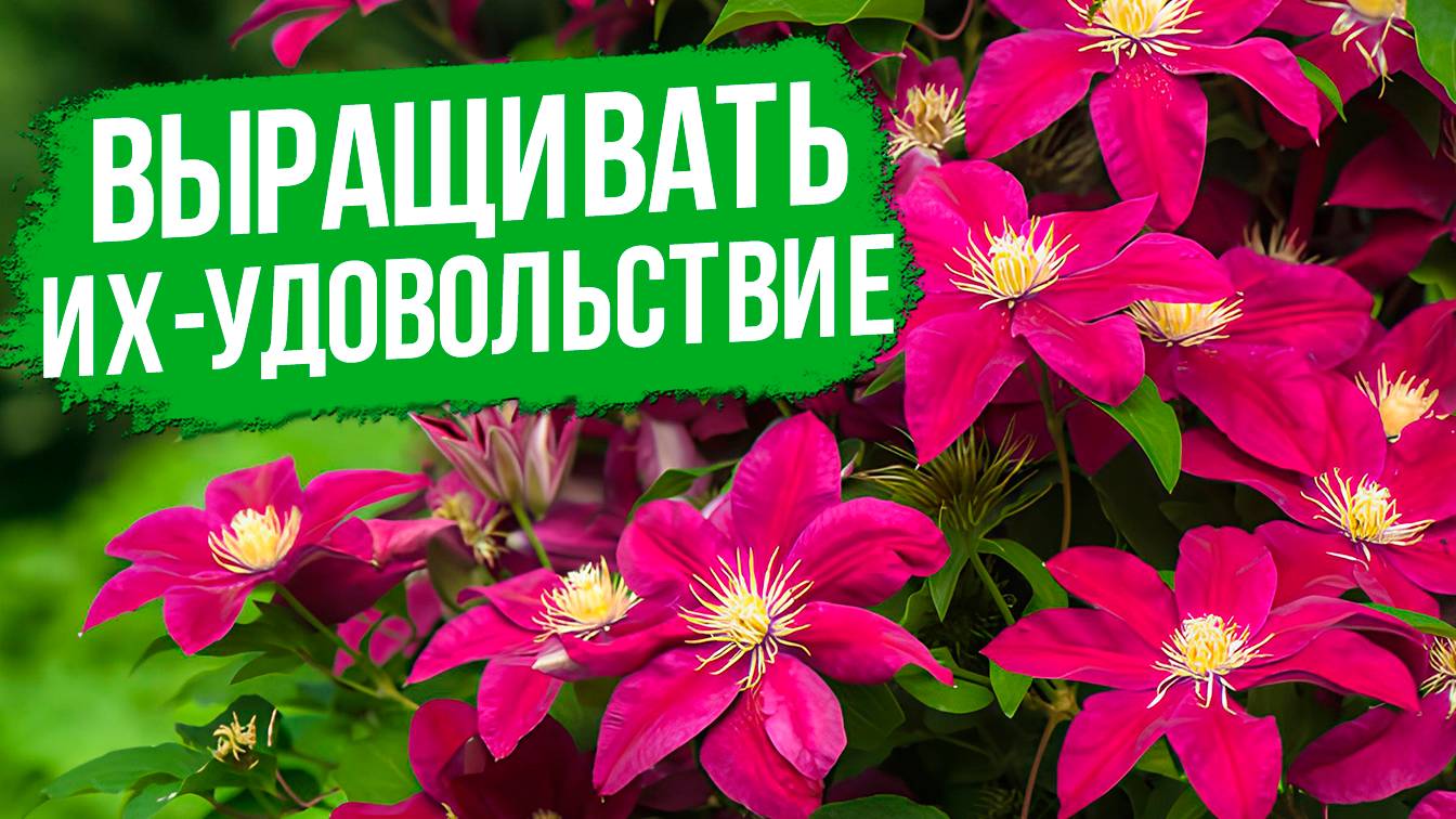 Клематисы в вашем саду: от выбора до цветения.