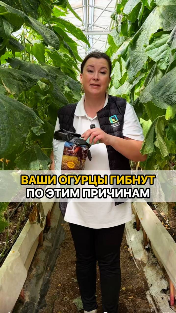ИЗ-ЗА ЭТОГО огурцы гибнут!