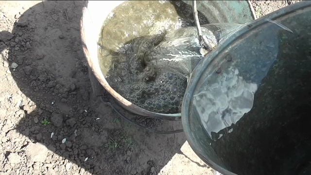 Как делаю раствор куриного помета для подкормок растений