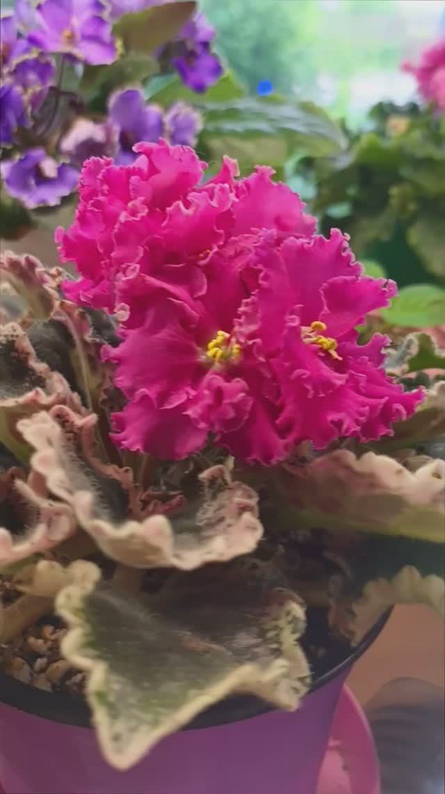 Цветущие Фиалки Вашей Люси 27.05.2025!