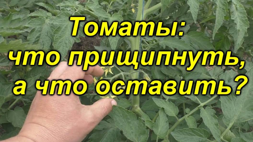 🌱 Формируем томаты правильно: что оставить, а что убрать? 🚀 +100% к урожаю!