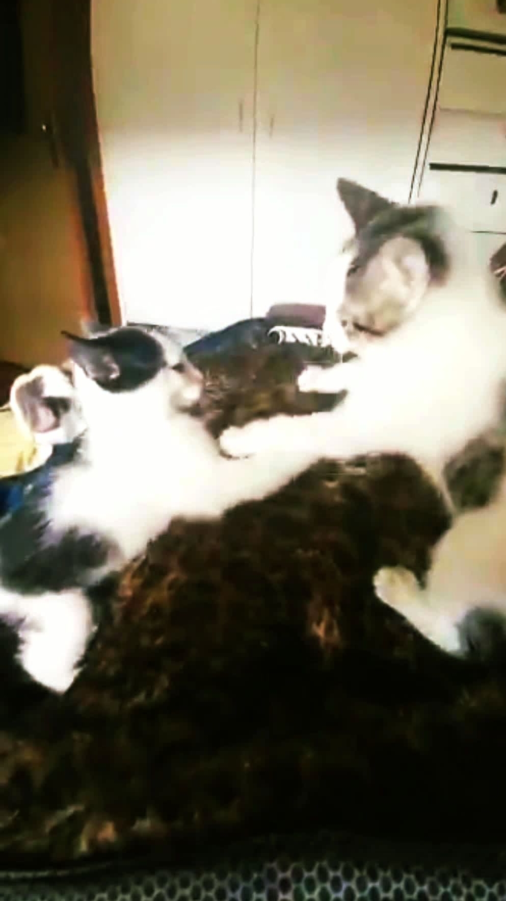 Конец тебе, Ванька!😀😻 Смешные животные!