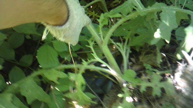 Удаление большого сорняка