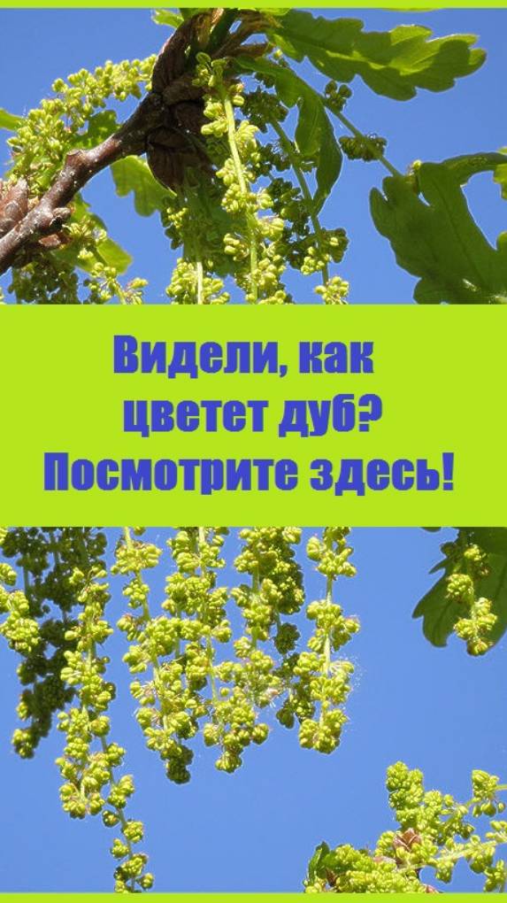 Вы видели, как цветет ДУБ?  Посмотрите здесь!