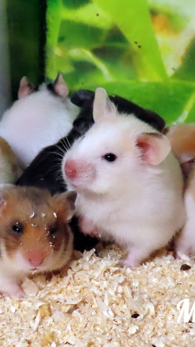 Самки #сирийскийхомяк #атласныйхомяк #купитьхомякапродам 89215950848
