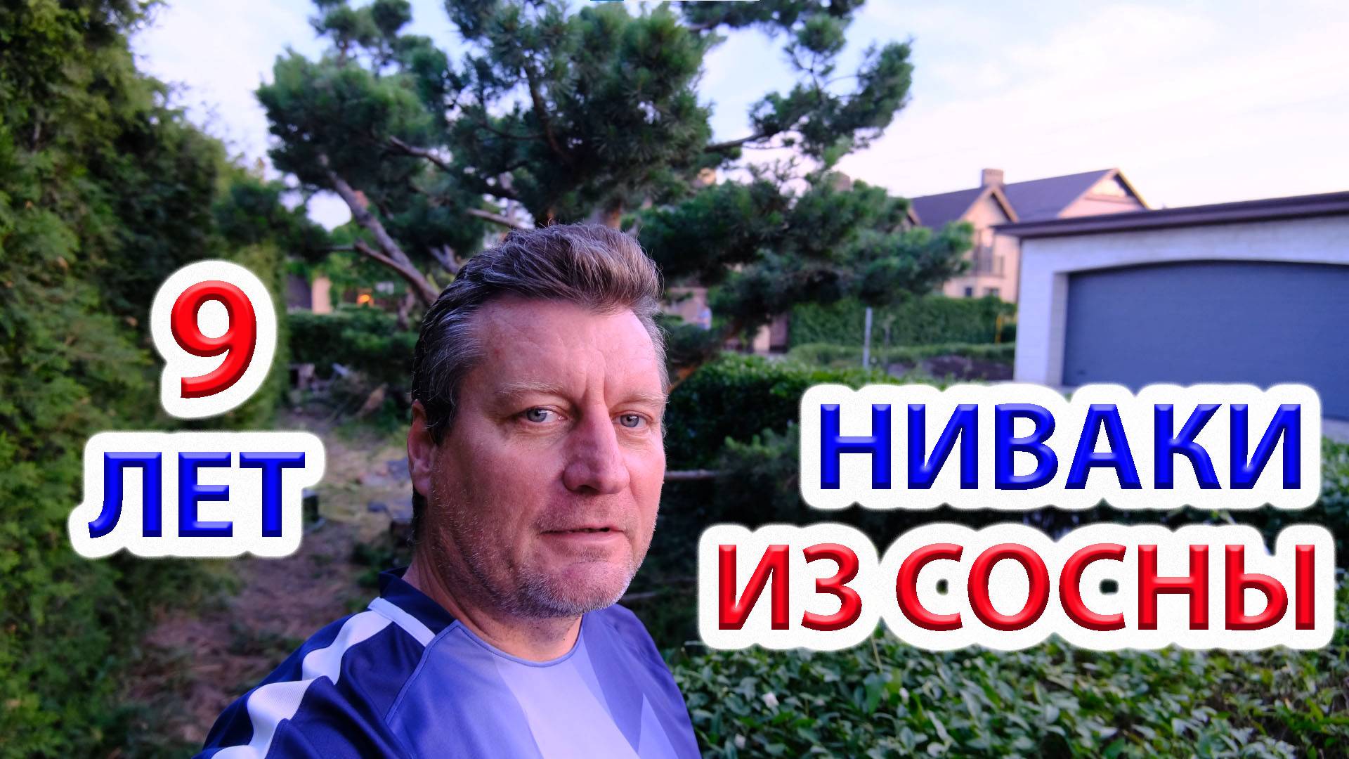 Ниваки из сосны. 9 лет формировки. Топиарная стрижка.