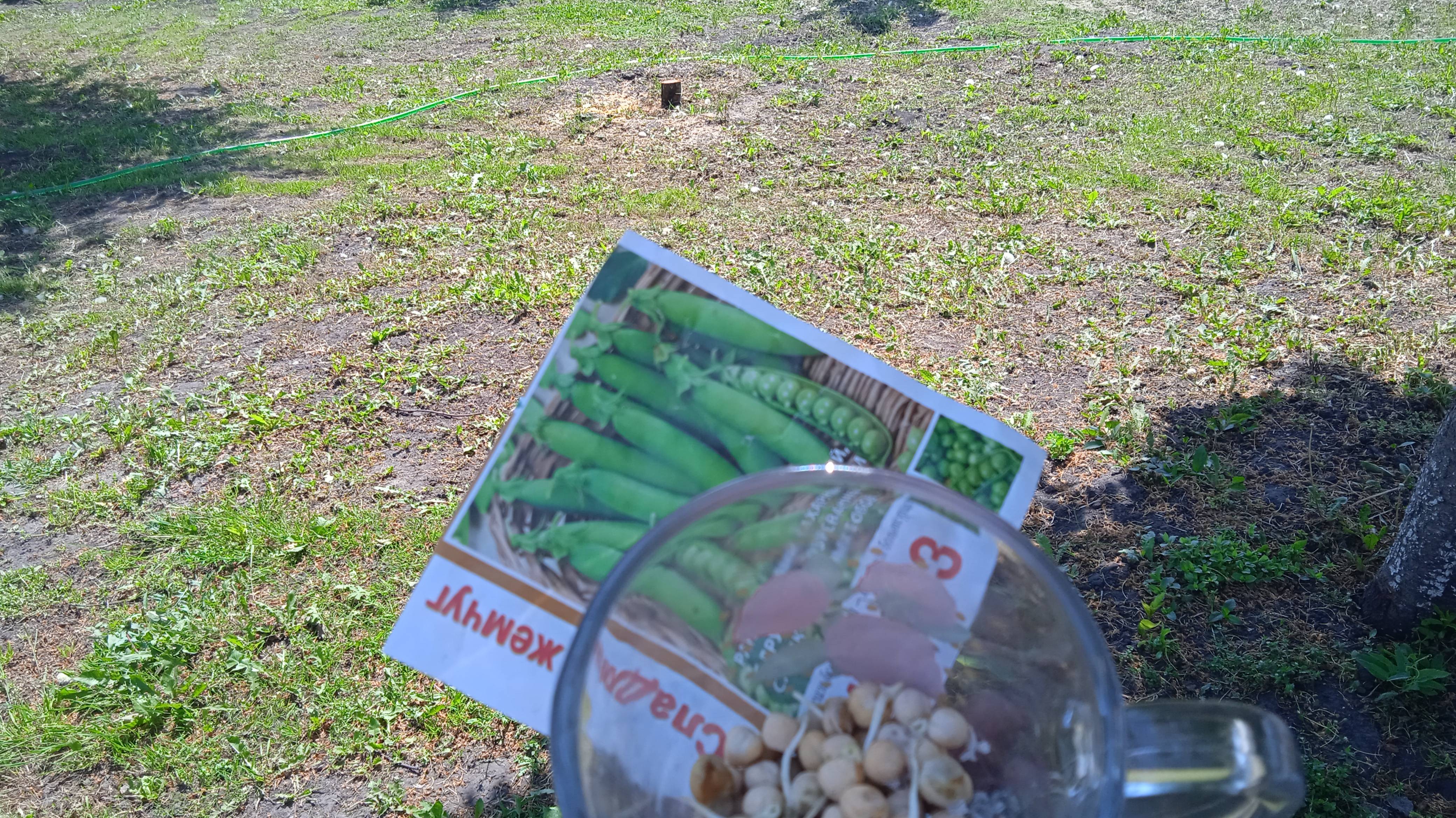 25.5. 25г.  Сею Сладкий  ГОРОХ в Открытый  Грунт!!!   Как это Делаю???