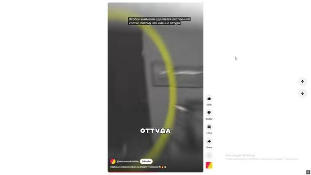 Храбрые собаки встали на ЗАЩИТУ хозяйки😨🔥🐶