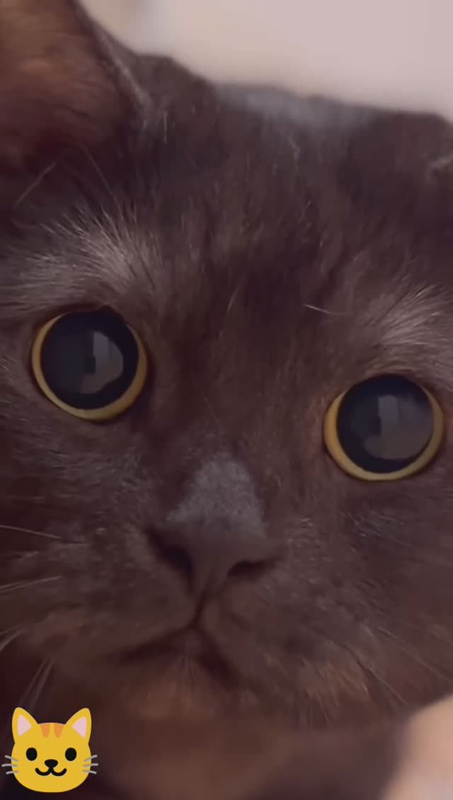 Котик увидел бабочек(возможно это другая реальность)