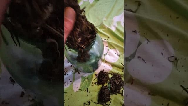 иван чай3.mp4