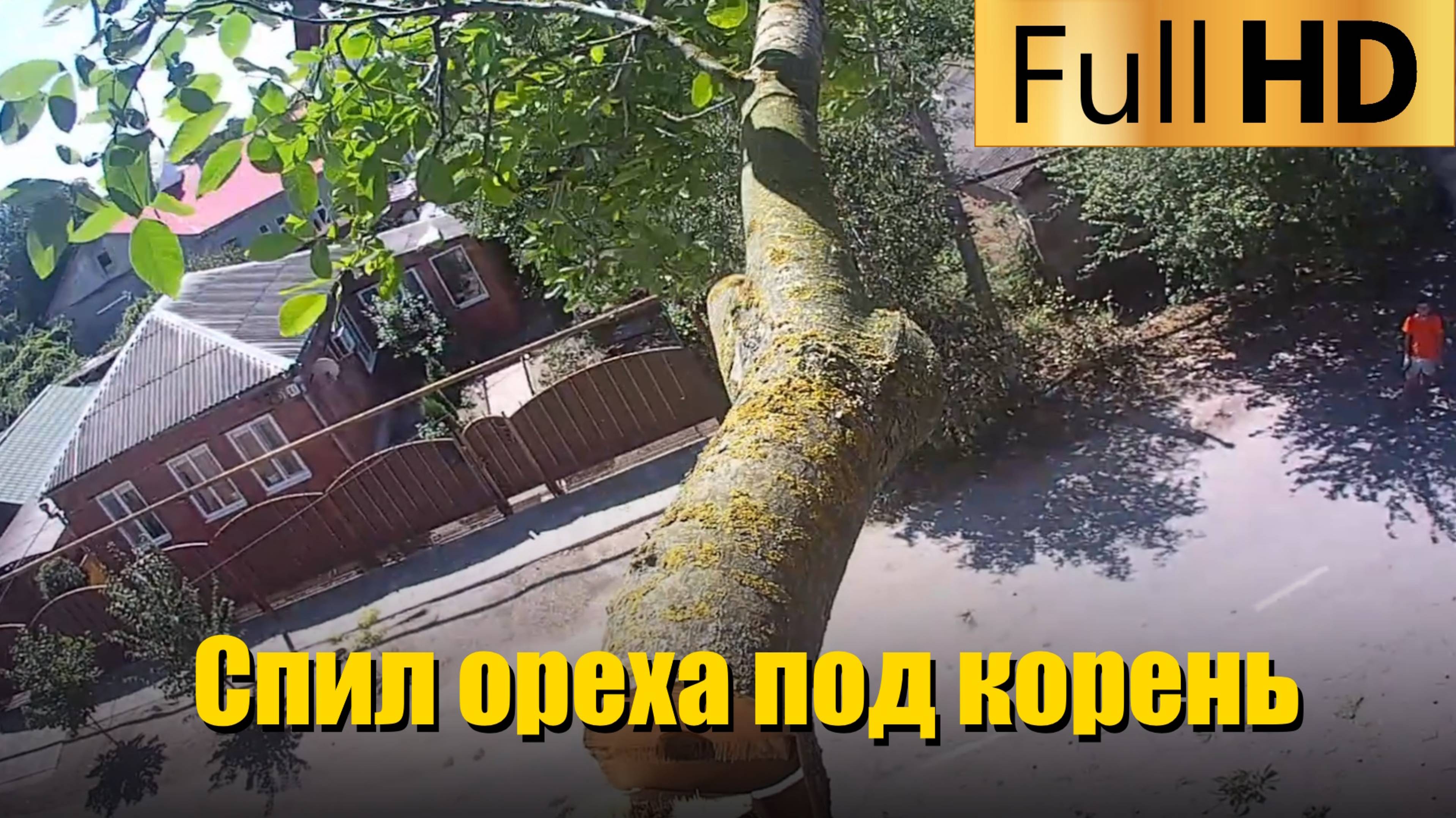 Услуги арбориста | Спил ореха под корень возле частного дома