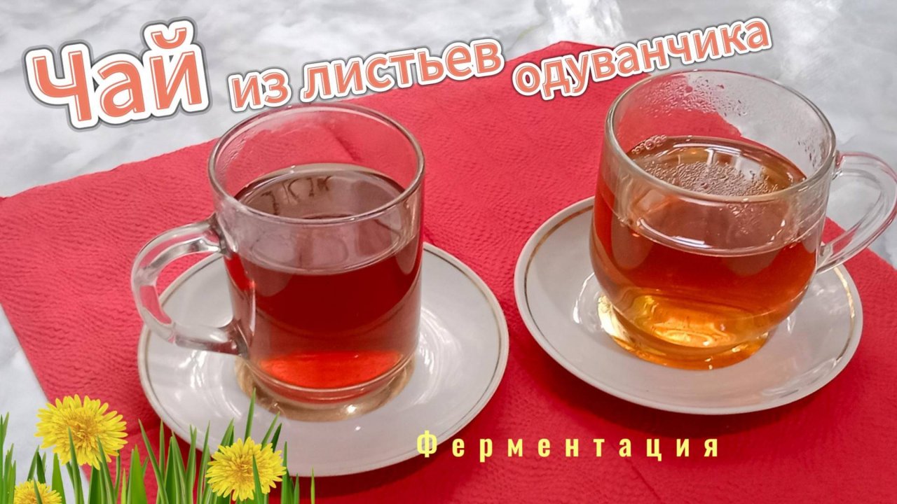 Ферментированный чай из листьев одуванчика — это профилактика множества заболеваний.