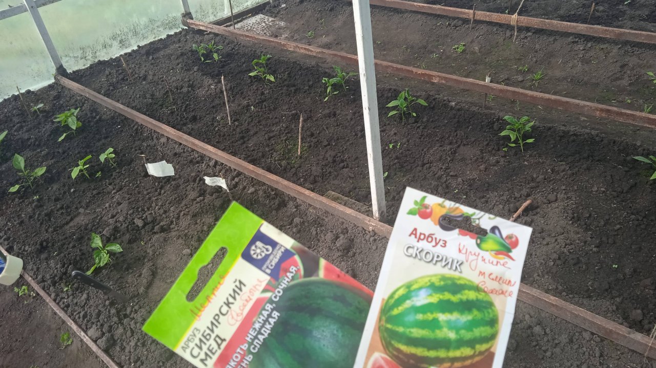 27.5.25г. Высаживаю в Теплицу Пророщенные АРБУЗЫ сорта СКОРИК и СИБИРСКИЙ МЁД!!