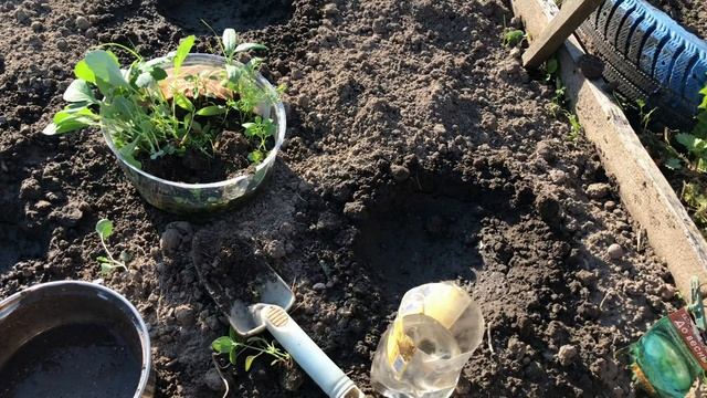 Высаживаю рассаду поздней капусты в открытый грунт. Что я обычно делаю.