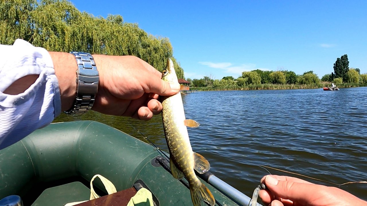 Рыбалка с товарищами,с лодок,джиг спиннинг,степная речка,Краснодарский Край,24.05.2025