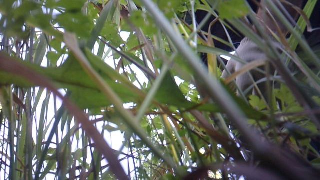 Прополка в огороде - вид с грядки