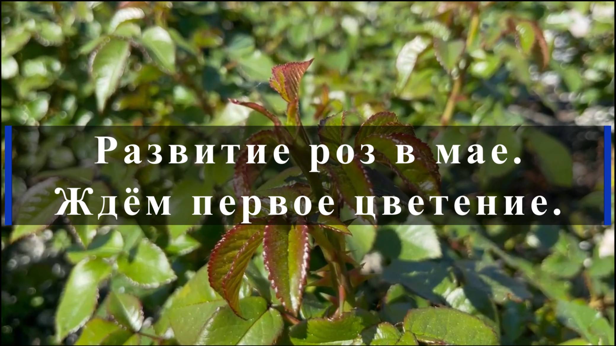 Развитие роз в мае. Ждём первое цветение.