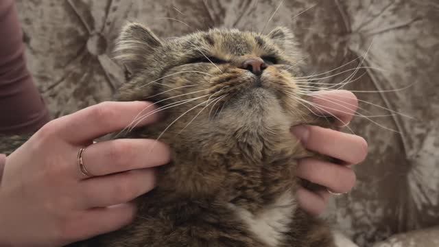 Разрешаю себя погладить