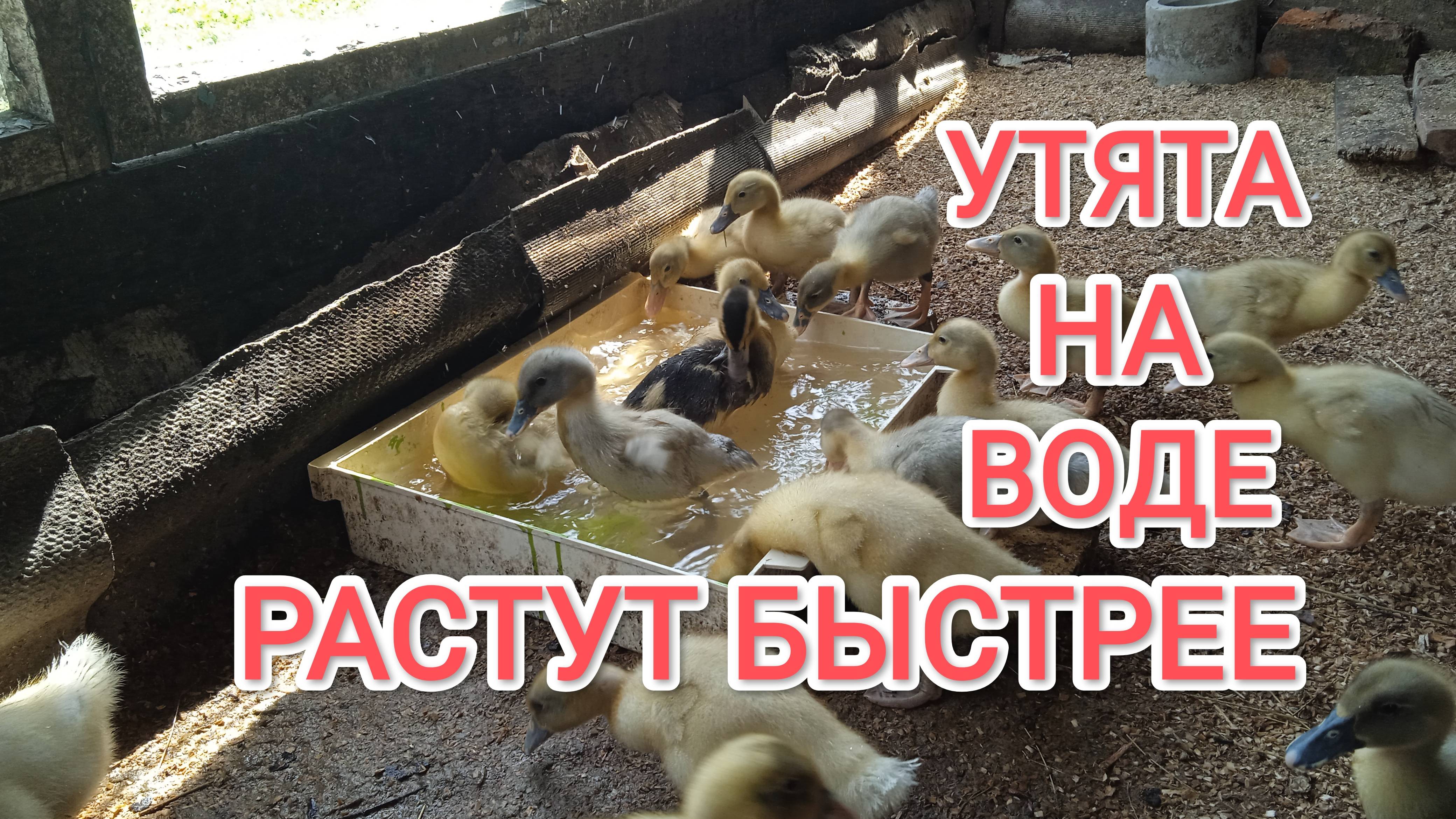 Когда можно выпускать утят на воду