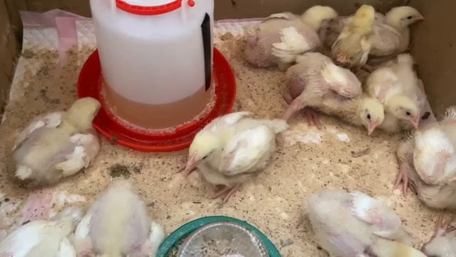 Нашим бройлерам 13 дней 29 мая 2025