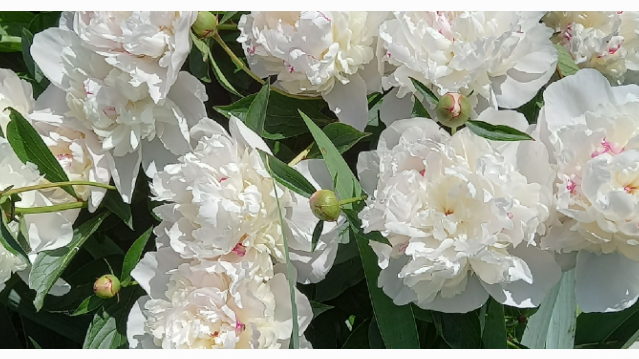 29-05-2025  Цветут пионы у меня в саду Волшебный аромат
