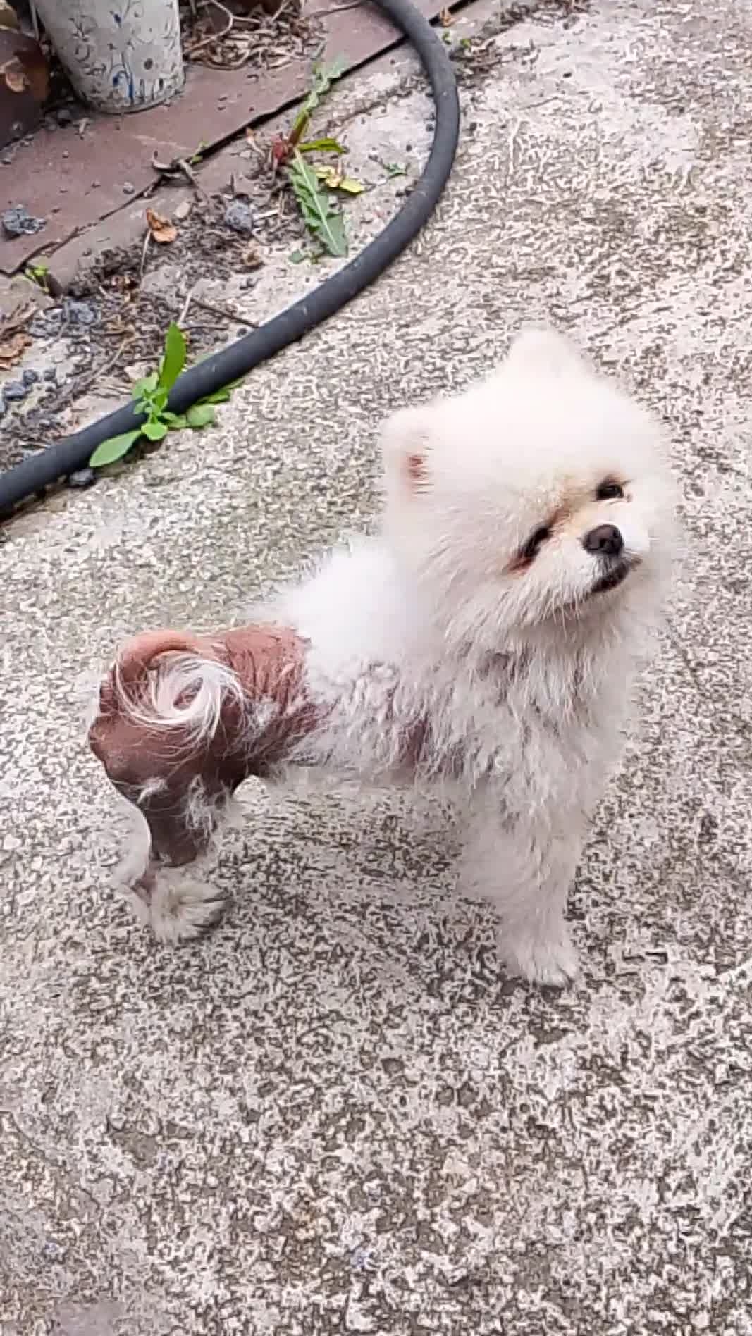 Мигель. Всё для тебя!😁🐕 Смешные животные