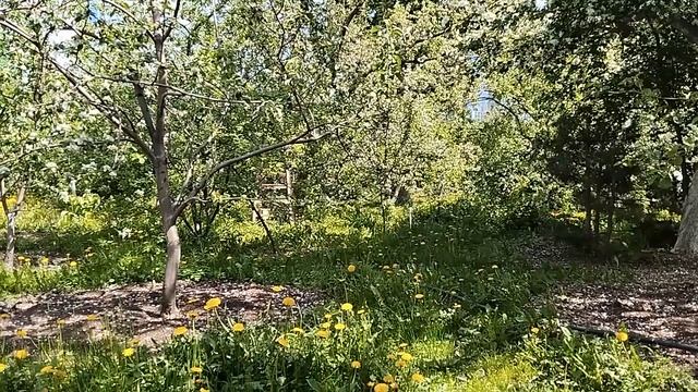 Сад Казанцева в Екатеринбурге