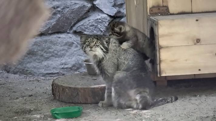 Манул Зеленогорск, мама Мия и их три прекрасных котенка.