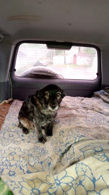 Реакция собаки когда её не берут на рыбалку!