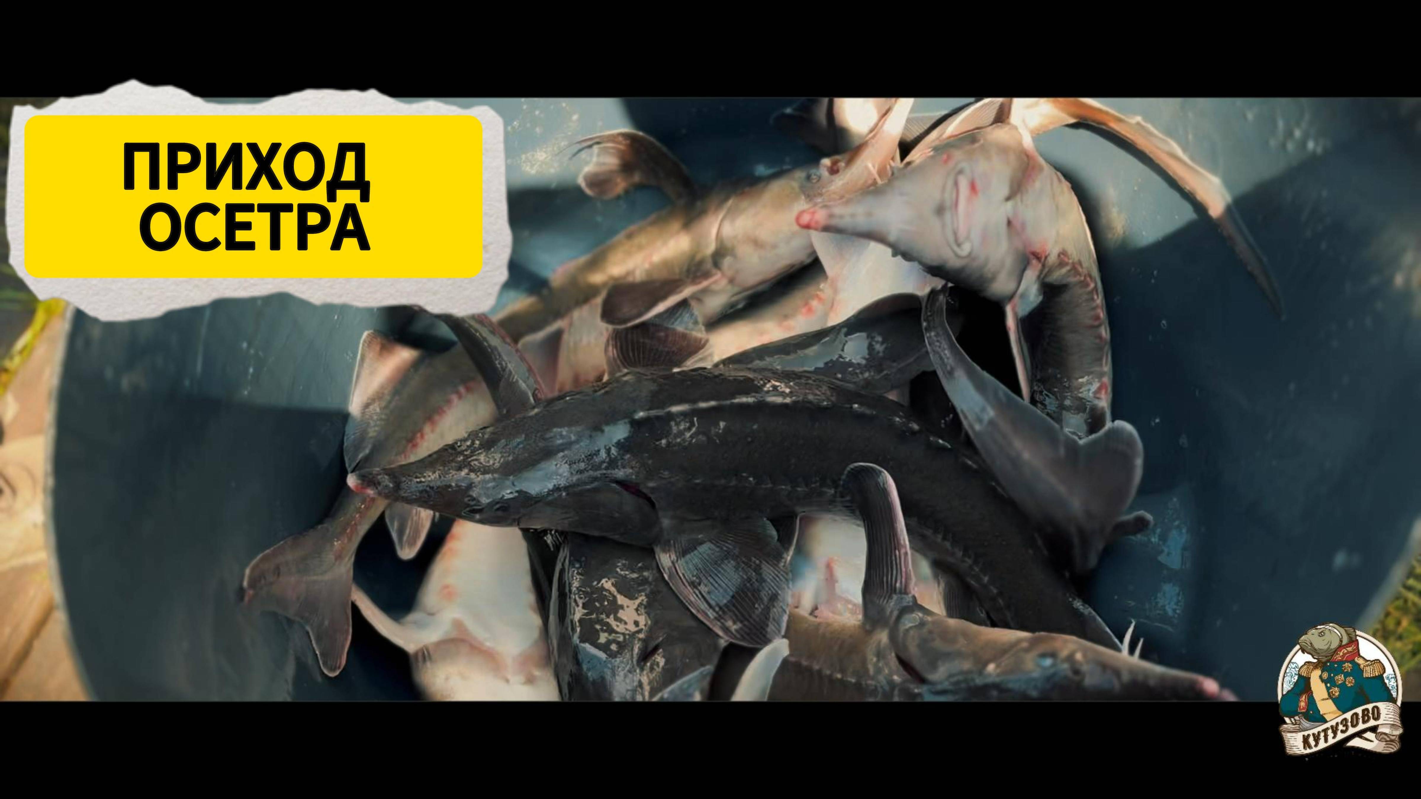 Приход осетра 29.05.2025