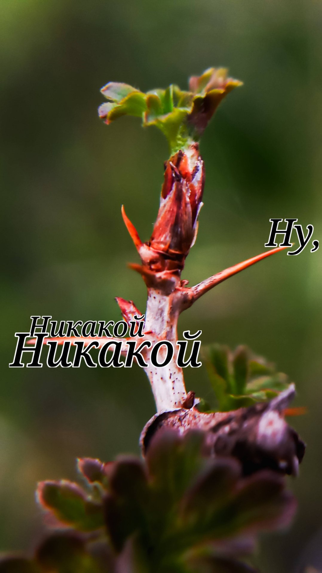 Ну никакой #shorts