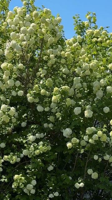 Калина розеум в цвету