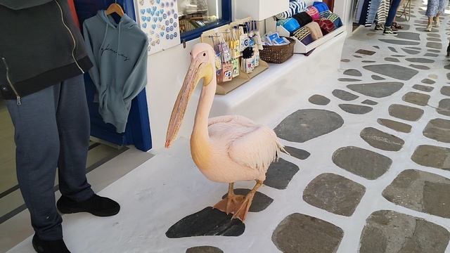 пропустите пеликана