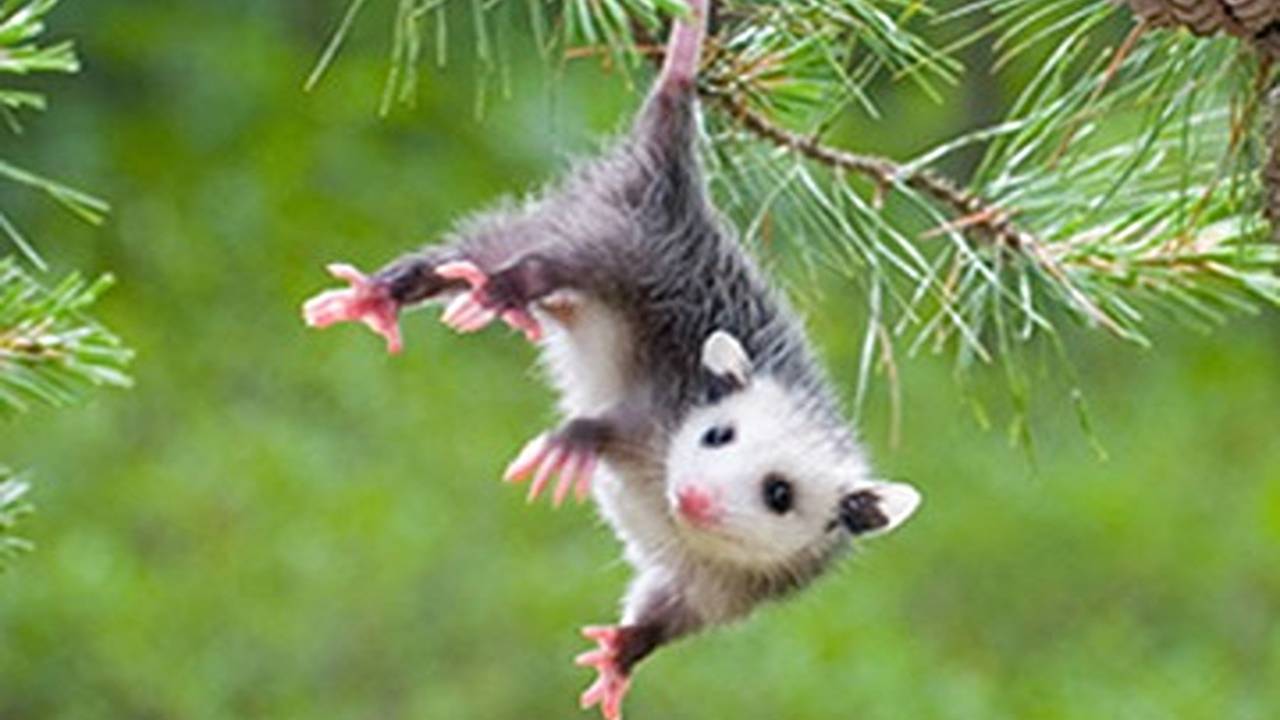 🐼 Детеныши животных 🌳 (№1)