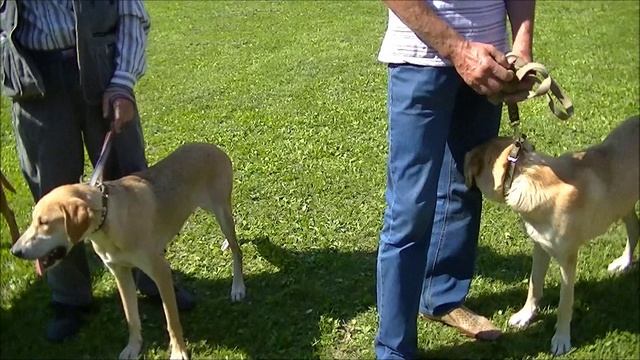 Ивановская выставка охотничьих собак 2013г . Ринги - русских гончих .#охота#собака#топ #hunting